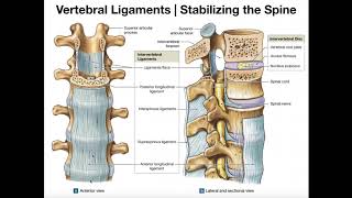 The Major Ligaments of the Spine [upl. by Noid479]