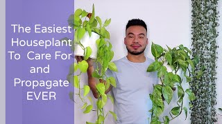 How to Care and Propagate Your Pothos From Cuttings  The Perfect Houseplant for Beginners [upl. by Rosati]