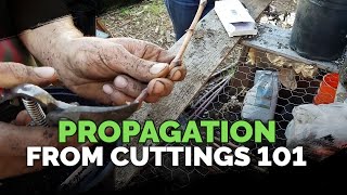 Propagating From Cuttings 101 [upl. by Ainelec633]