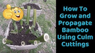 How To Grow and Propagate Bamboo from Culm Cuttings [upl. by Accebor570]