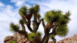 Joshua Tree Yucca brevifolia Palm Desert California [upl. by Placia]