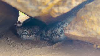 Pallas Cats In The Rocks [upl. by Zoilla377]