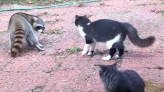 Cat vs Raccoon [upl. by Darn]