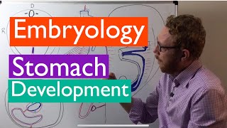 Stomach development  Embryology [upl. by Nosna]