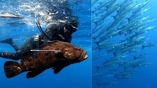 BIG GROUPERSMANTA BARRACUDAS and MORAY EEL spearfishing Philippines [upl. by Enutrof]