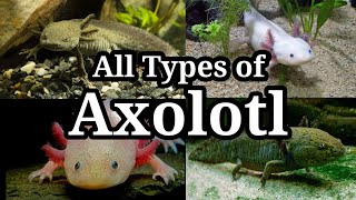 Different Types of Axolotl for Aquarium  26 [upl. by Llieno]