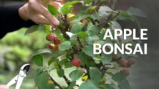 Making an Apple Bonsai tree [upl. by Concepcion]