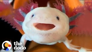 Axolotls Have The Cutest Yawns  The Dodo [upl. by Nea990]