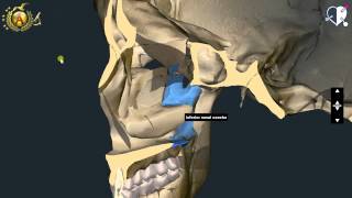 Nasale Lacrimale Vomere Palatino Zigomatico [upl. by Shipley211]