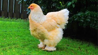 Chicken Clucking And Other Chickens Sound and Noises 🐔 VIDEOS [upl. by Katti]