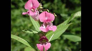 Florais de Bach Impatiens [upl. by Acenahs]