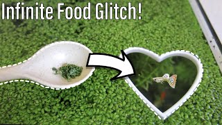 How to turn Duckweed into Fish Food [upl. by Kralc382]