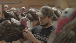 Turkey Decoys  Dave Smith Decoys Innovation [upl. by Lekram]