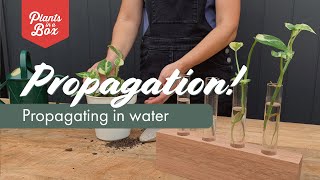 Propagate Pothos from Cuttings [upl. by Roobbie]