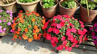 How to care Impatiens flower plants [upl. by Neelyad992]