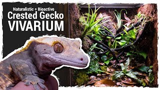 Naturalistic  Bioactive Crested Gecko Vivarium Housing Henry 20 [upl. by Ailak]