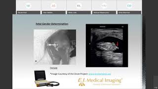 Introduction to Bovine Fetal Gender Determination [upl. by Ennovehc]