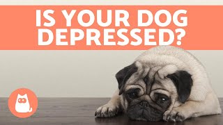 Depression in dogs  Symptoms and What to Do [upl. by Kjersti]