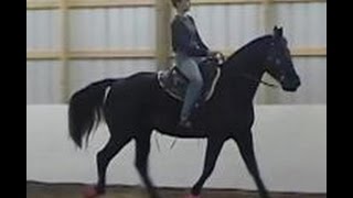 The Gaited Horse Gait Spectrum [upl. by Wengert]