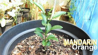 Growing MANDARIN from Seed [upl. by Uriia489]