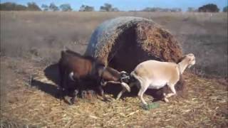 Goat Breeding Time 2015 [upl. by Lottie360]