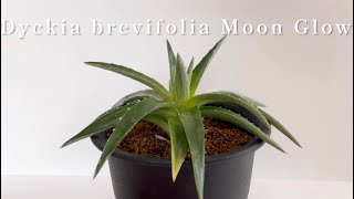 Dyckia brevifolia Moon Glowディッキア・ムーングロウ [upl. by Edeline]