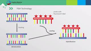 Fluorescent In Situ Hybridization FISH Assay [upl. by Lilhak]