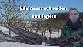 Edelreiser richtig schneiden und lagern [upl. by Ahsyen]