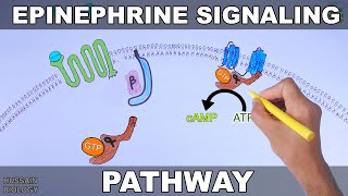 Epinephrine Signaling Pathway [upl. by Ilatfen]