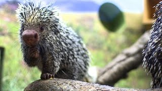 Whats So Special About This Porcupines Tail [upl. by Kathrine]