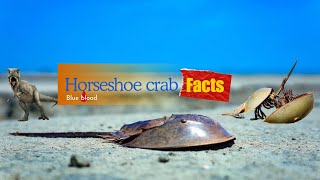 Horseshoecrab facts [upl. by Sumaes]