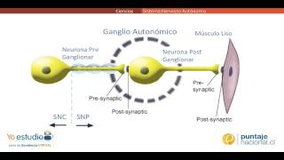 Sistema Nervioso Autónomo [upl. by Nor]