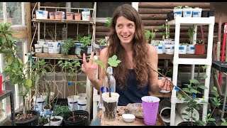 Greenhouse Notes Rooting Fruit Tree Cuttings [upl. by O'Gowan]