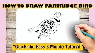 How to draw PARTRIDGE BIRD [upl. by Ahsieki]