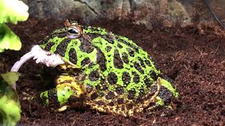 Ceratophrys ornata Male  feeding time dead adult mouse [upl. by Aciraj906]