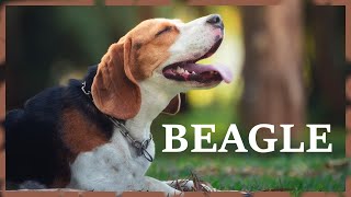 Beagle barking in the city park Loud english beagle dog sound [upl. by Oicnoel]