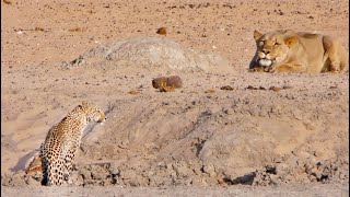 Leopard Walks Right into a Lion [upl. by Kwang736]