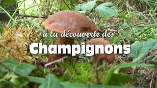 Les champignons comestibles [upl. by Nisse494]