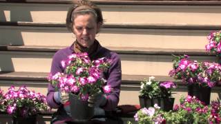 Care and Watering of the Impatiens Plant  More Gardening Advice [upl. by Attecnoc]