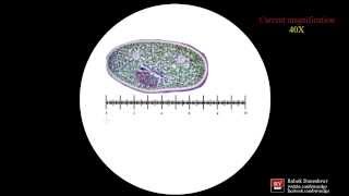 Microscope Calibration a short tutorial Old version [upl. by Rakia]