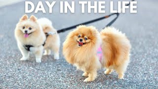 Life with 2 Pomeranians  A Day in the Life of a Pomeranian [upl. by Scharf140]