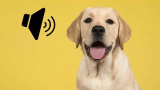 Labrador Dog Barking Sound  The SOund ButtOn [upl. by Llevad662]