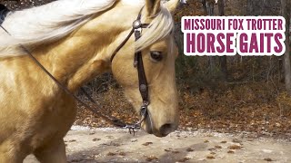 Missouri Fox Trotter Horse Gaits [upl. by Kirven]