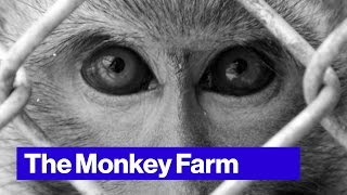 PETA Wants to Take Down This Florida Monkey Farm [upl. by Ramah]