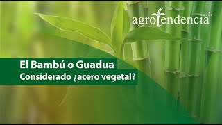 Cultivo de Bambú 🎋 Una de las plantas más versátiles del mundo [upl. by Annoyk]