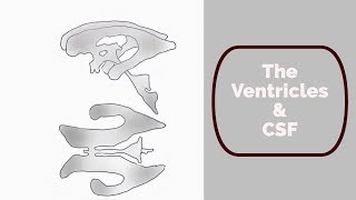 Brain Ventricles Anatomy And Insular Cortex [upl. by Lamahj]