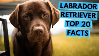 Labrador Retriever  TOP 20 Interesting Facts [upl. by Rhonda]