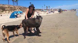 Giant Wolfdog goes to the Dog Beach [upl. by Oznarol272]