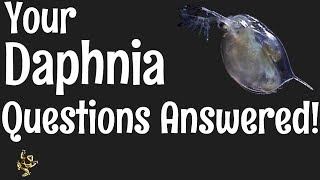 Daphnia Questions Answered [upl. by Ellac471]