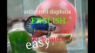 daphnia moina culture Easy way Unlimited production English  with sub Green water Chlorella [upl. by Kalb]